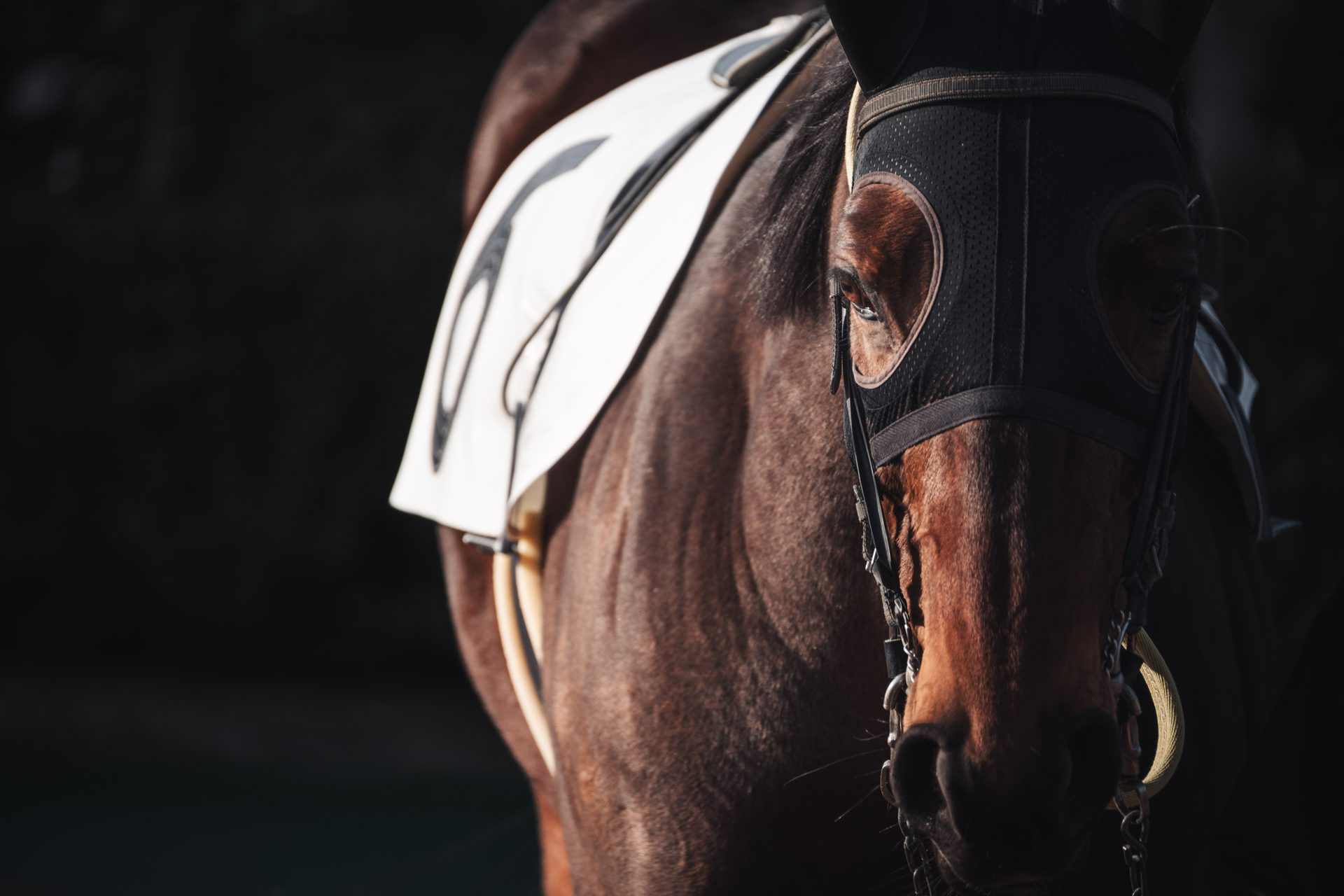 競走馬のポートレート